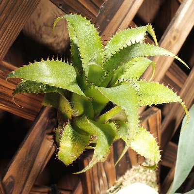 Hylaeaicum mooreanum