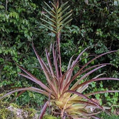 Lemeltonia monadelpha