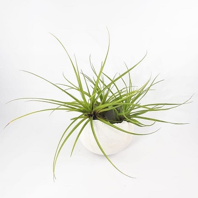 Lemeltonia narthecioides