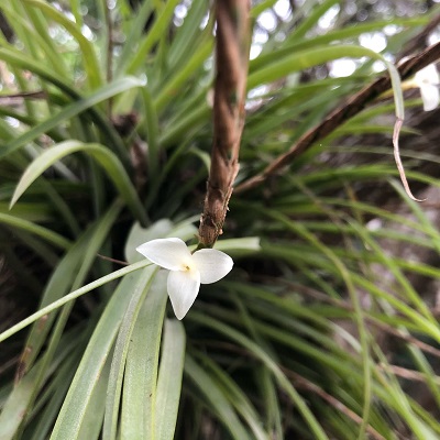 Lemeltonia triglochinoides
