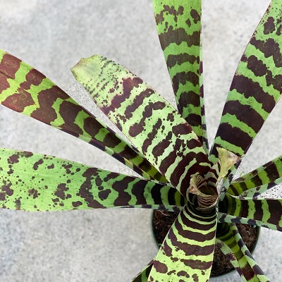 Lutheria splendens