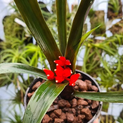 Lymania brachycaulis