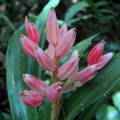Lymania corallina