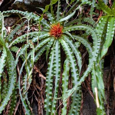 Navia splendens