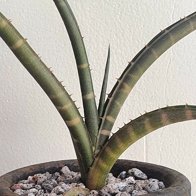 Neoglaziovia variegata