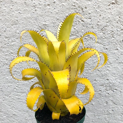 Neoregelia mooreana