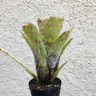 Neoregelia pauciflora