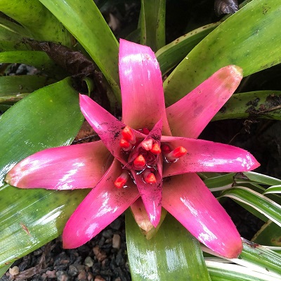 Nidularium rutilans