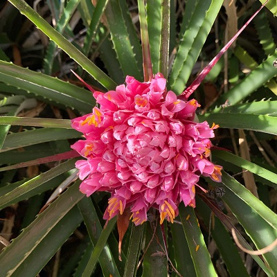 Ochagavia carnea