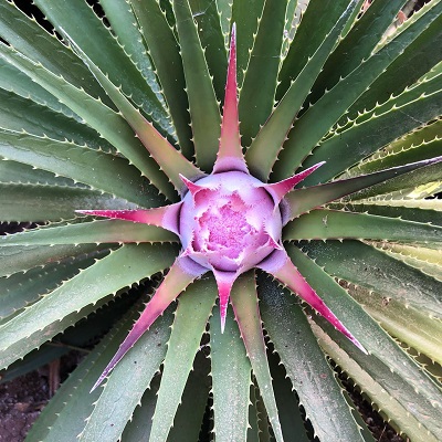 Ochagavia litoralis