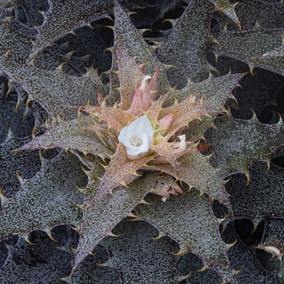 Orthophytum