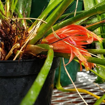 Pitcairnia heterophylla