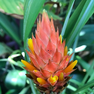 Pitcairnia smithiorum