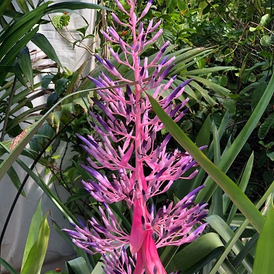 Portea silveirae