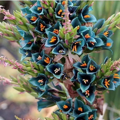 Puya alpestris