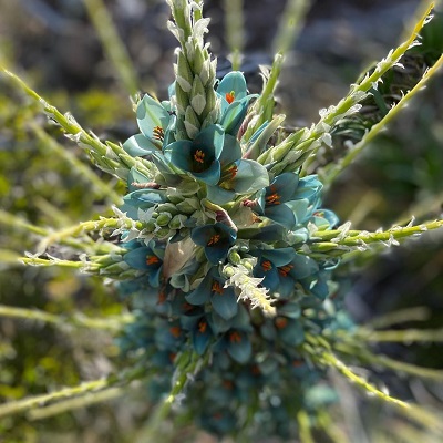 Puya chilensis