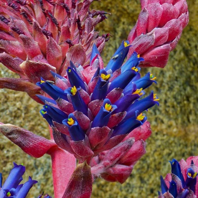 Puya venusta