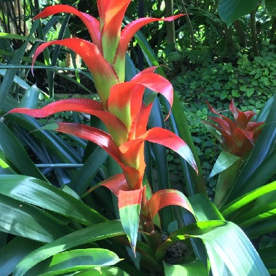 Quesnelia imbricata