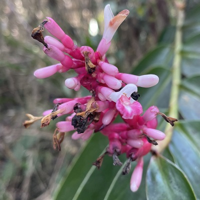 Renealmia jamaicensis