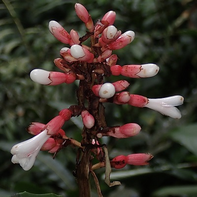 Renealmia sessilifolia