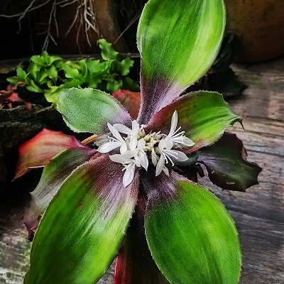 Rokautskyia latifolia