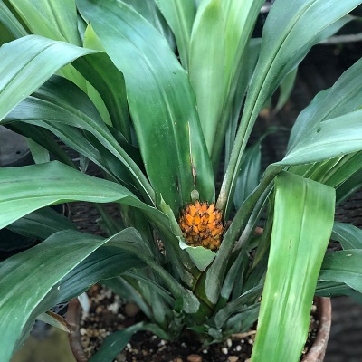 Ronnbergia deleonii