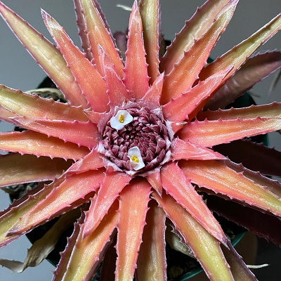 Sincoraea albopicta