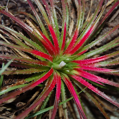 Sincoraea humilis