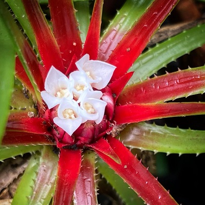 Sincoraea ophiuroides