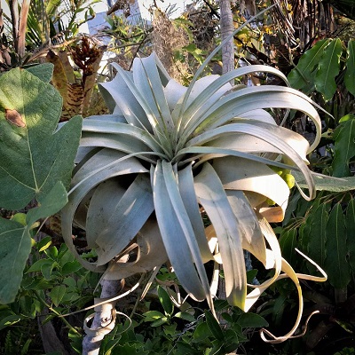 Tillandsia