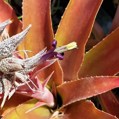 Ursulaea tuitensis