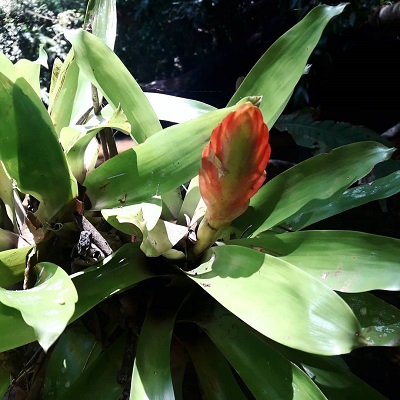 Vriesea incurvata