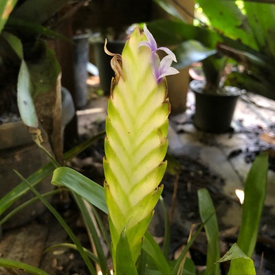Wallisia anceps