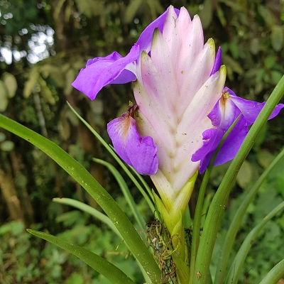 Wallisia cyanea