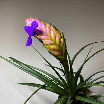 Wallisia pretiosa
