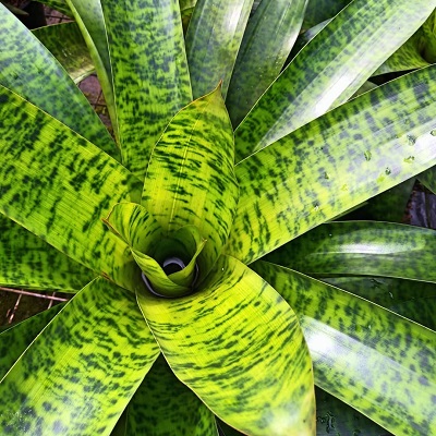 Werauhia kupperiana