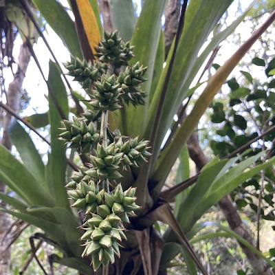 Wittmackia portoricensis