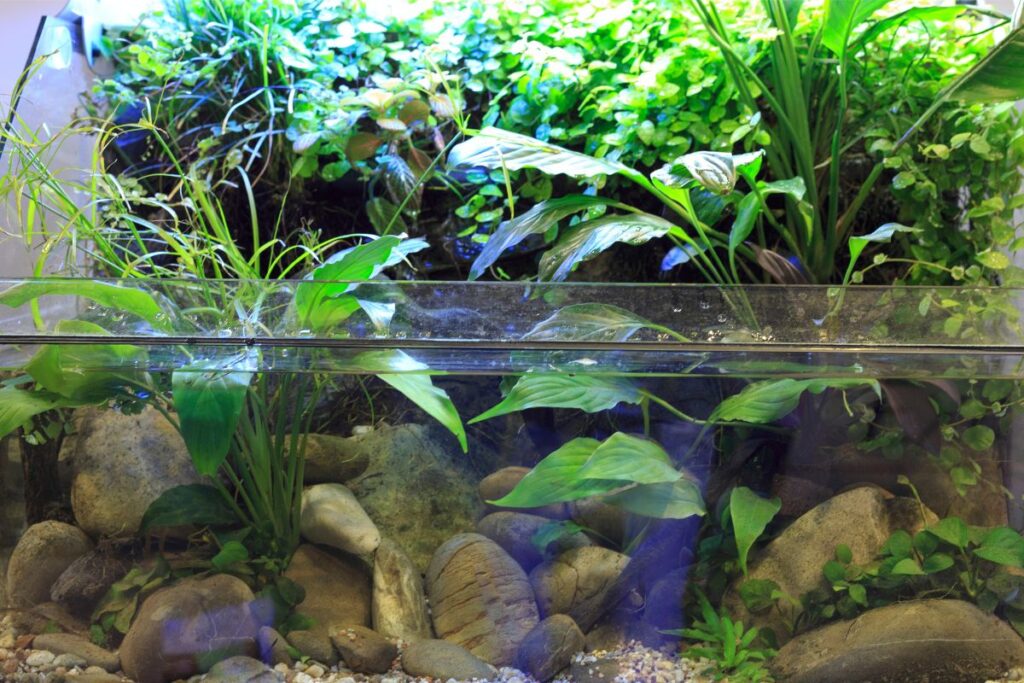 best background plants for aquarium