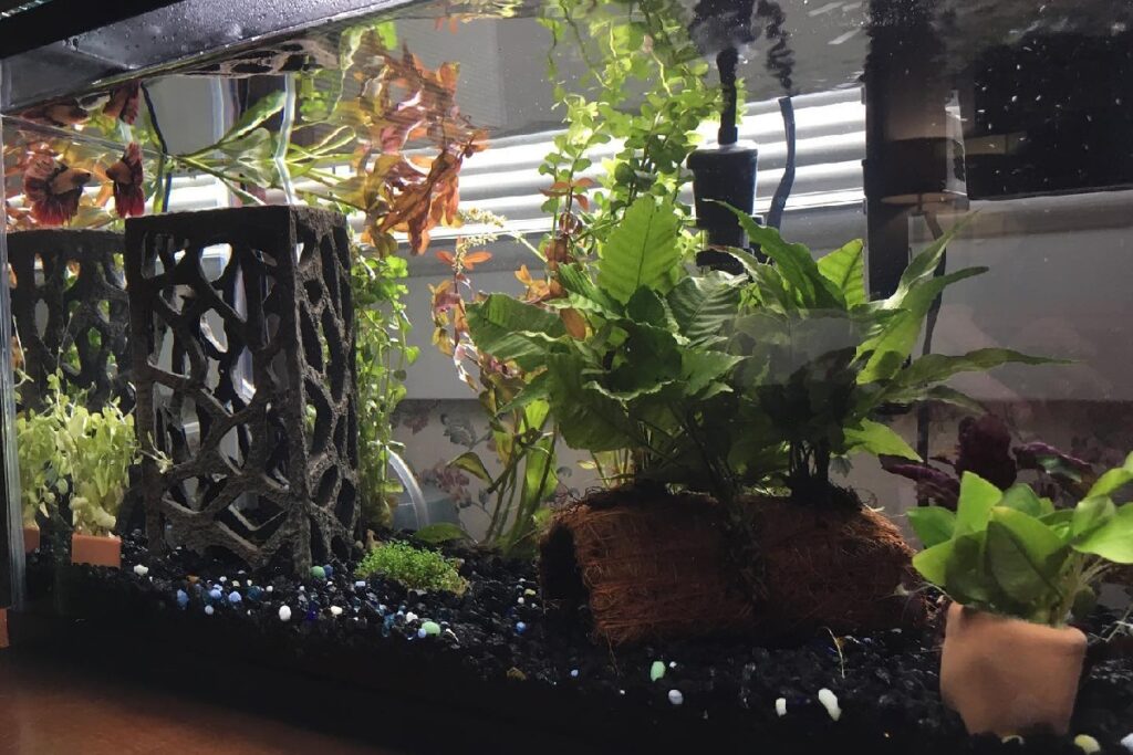 can you leave aquarium plants in pots