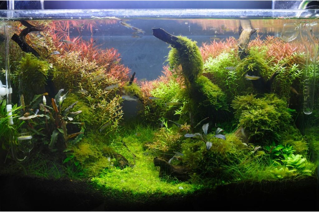 do aquarium plants need soil