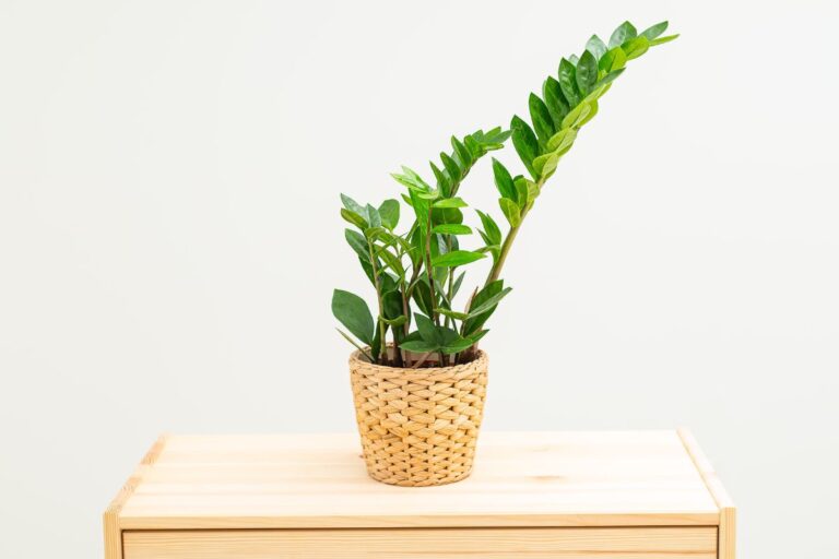 do zz plants like to be root bound