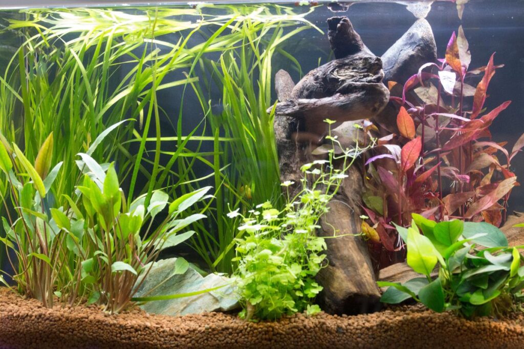 how to anchor aquarium plants