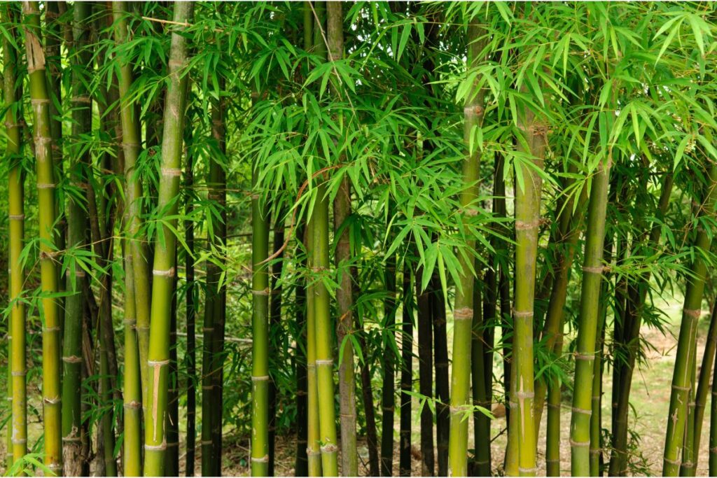 how to grow bamboo from seed