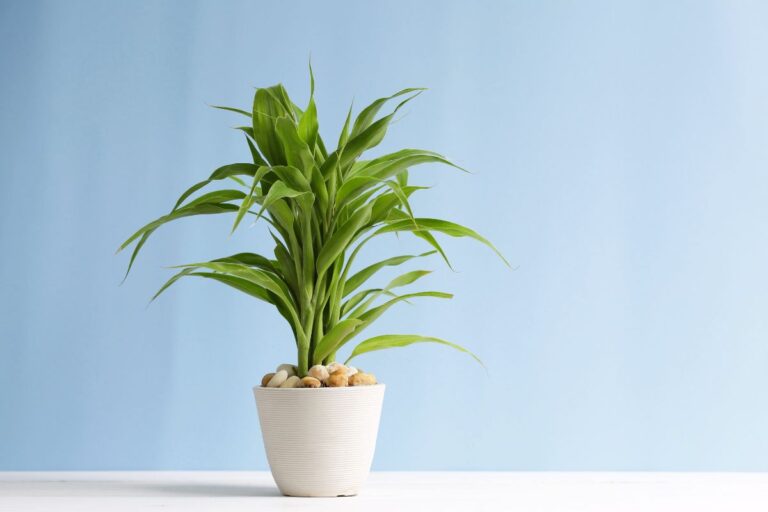 how to make lucky bamboo grow more branches