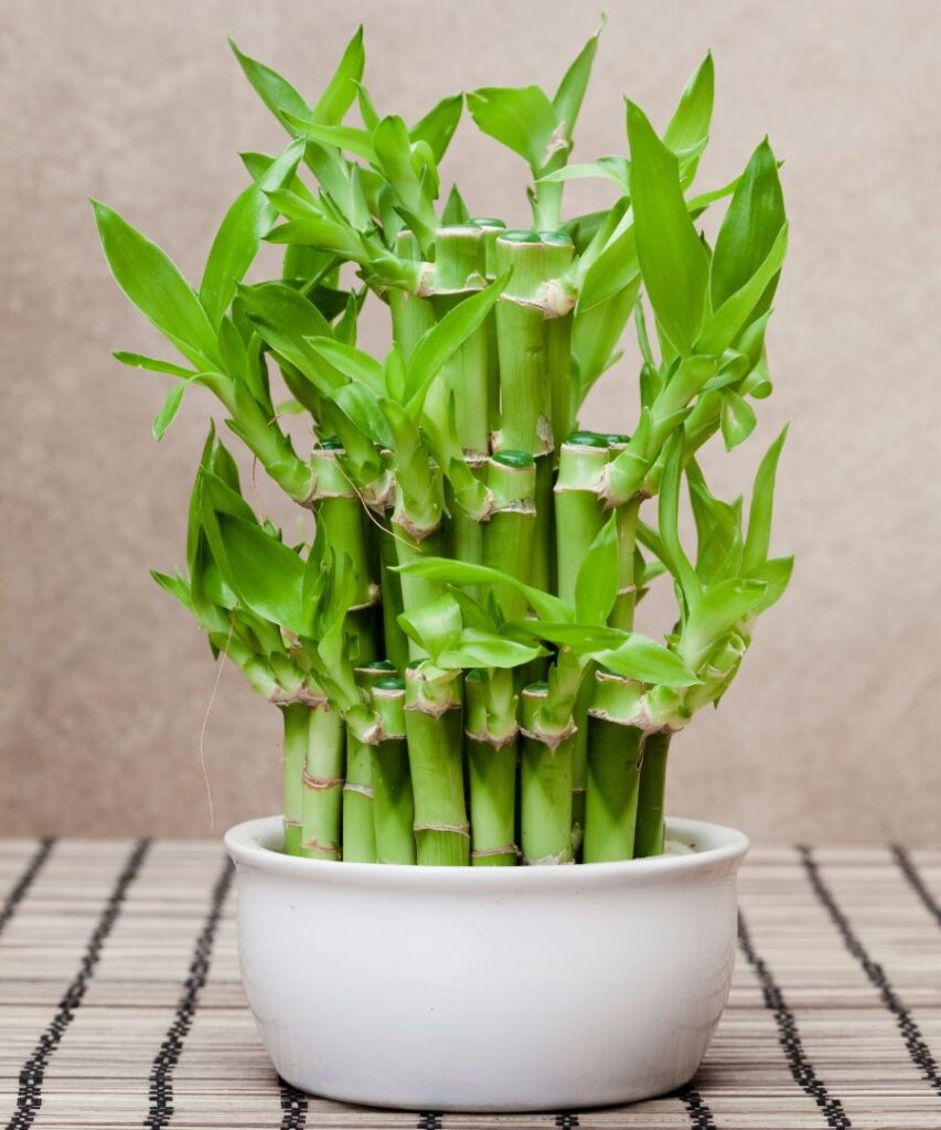 how to make lucky bamboo stalk thicker