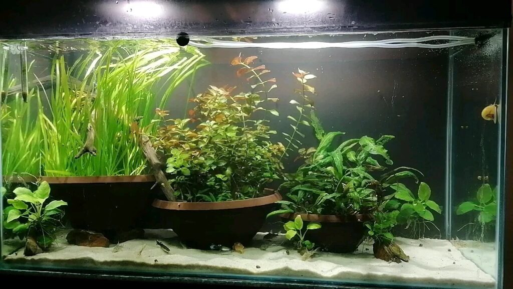 how to plant aquarium plants in pots