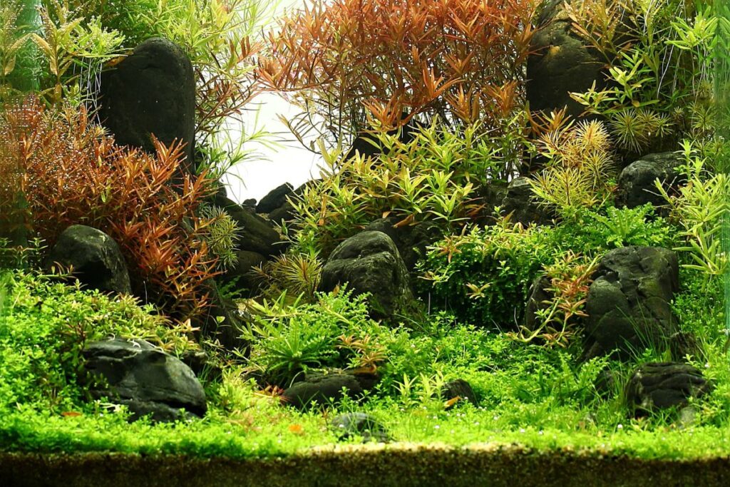 low tech carpet plants for aquarium