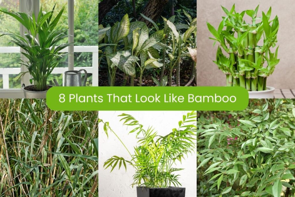 plants that look like bamboo but are not