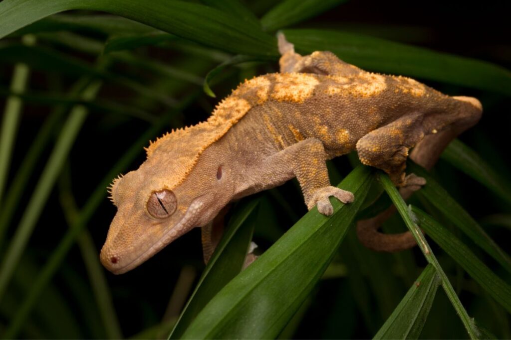 safe plants for crested geckos