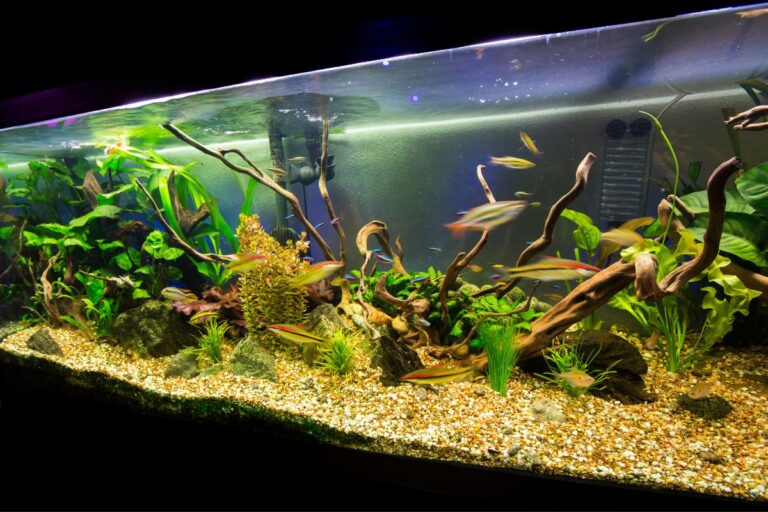 super glue for aquarium plants